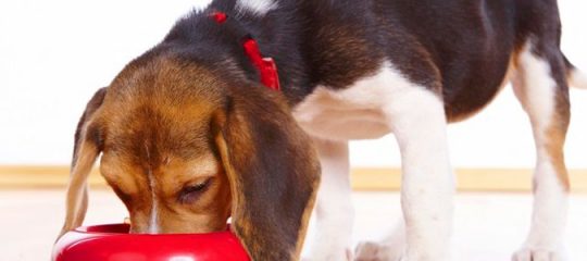 croquettes pour son chien