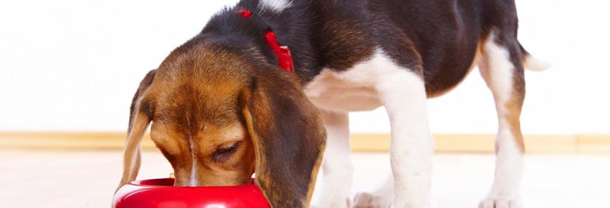 croquettes pour son chien